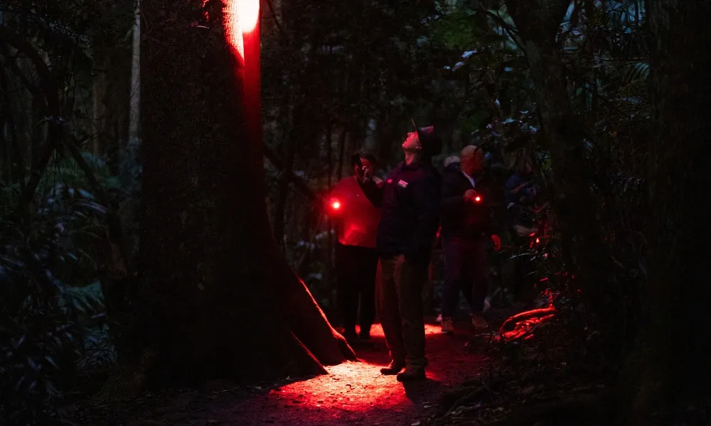 Gold Coast Glow Worms & Rainforest Night Tour | Experience Oz-8
