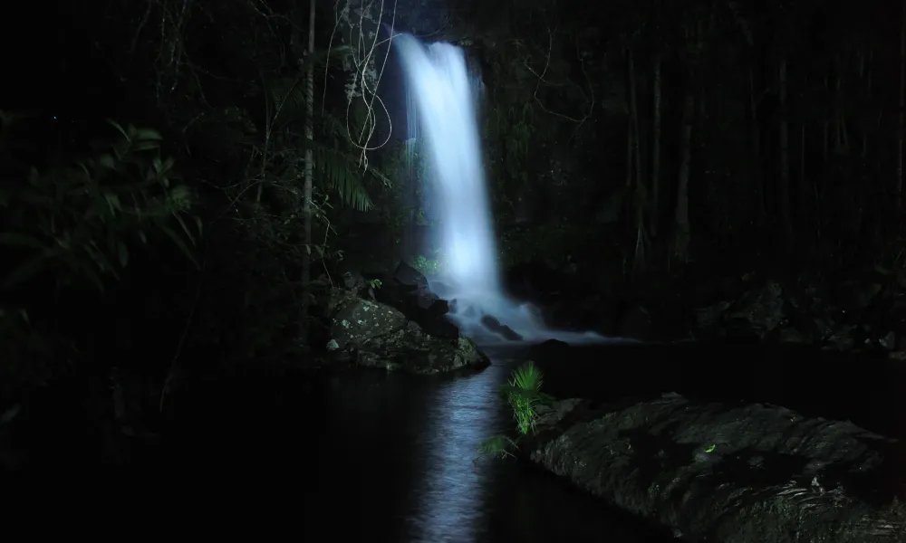 Gold Coast Glow Worms & Rainforest Night Tour | Experience Oz-9