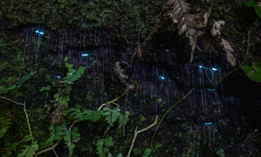 Gold Coast Glow Worms & Rainforest Night Tour | Experience Oz-10