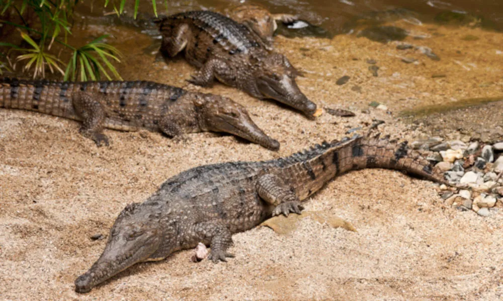 Kuranda Koala Gardens Tickets - Buy Now | Experience Oz-5