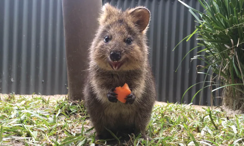 Kuranda Koala Gardens Tickets - Buy Now | Experience Oz