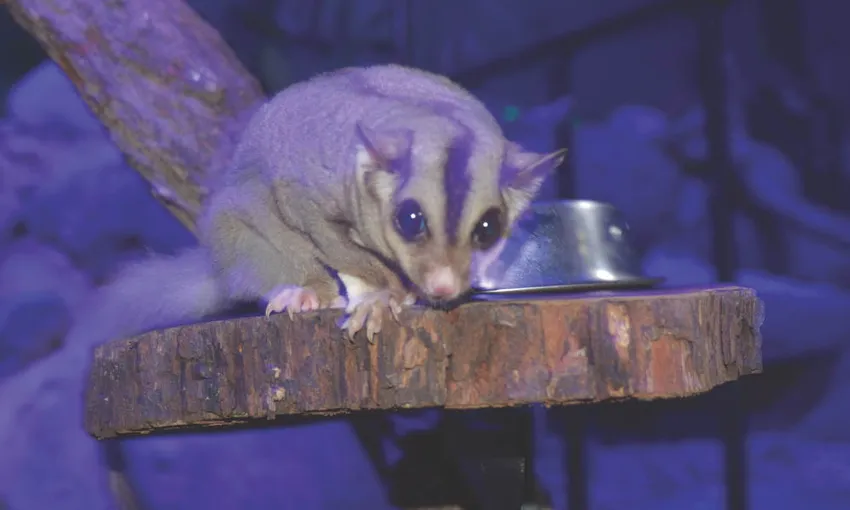 Kuranda Koala Gardens Tickets - Buy Now | Experience Oz