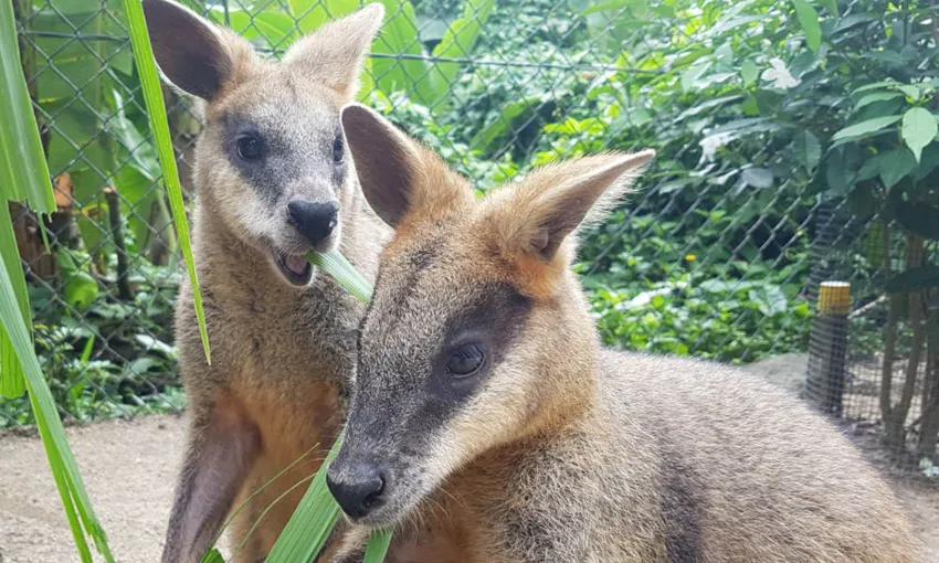 Kuranda Koala Gardens Tickets - Buy Now | Experience Oz