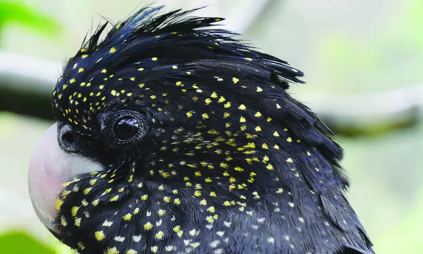 Birdworld Kuranda QLD Entry - Buy Tickets | Experience Oz