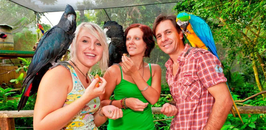 Birdworld Kuranda & Koala Gardens Combo Pass - Book Now | Experience Oz