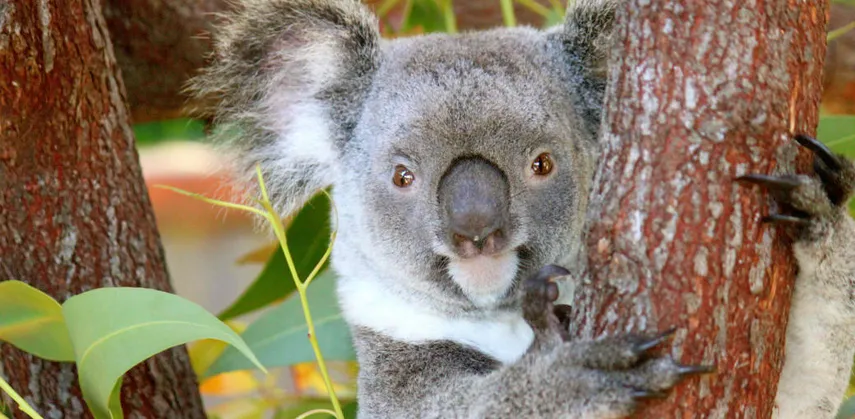 Birdworld Kuranda & Koala Gardens Combo Pass - Book Now | Experience Oz