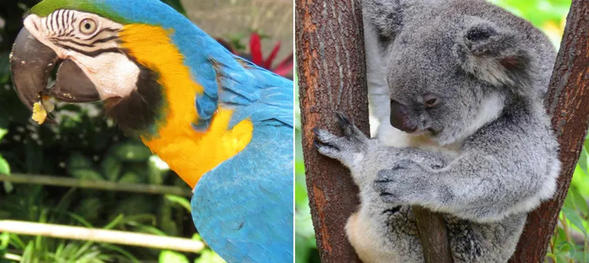 Birdworld Kuranda & Koala Gardens Combo Pass - Book Now | Experience Oz