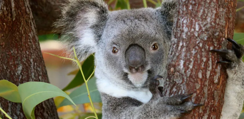 Birdworld Kuranda & Koala Gardens Combo Pass - Book Now | Experience Oz