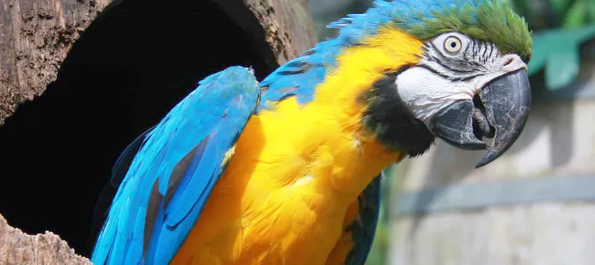 Kuranda Koala Gardens, Birdworld & Butterflies | Experience Oz