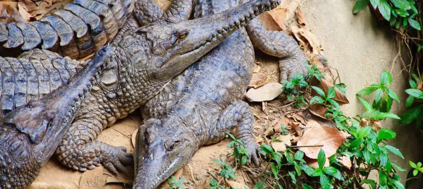 Kuranda Koala Gardens, Birdworld & Butterflies | Experience Oz