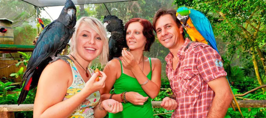 Kuranda Koala Gardens, Birdworld & Butterflies | Experience Oz