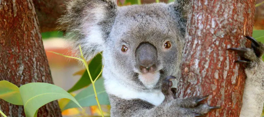 Kuranda Koala Gardens, Birdworld & Butterflies | Experience Oz