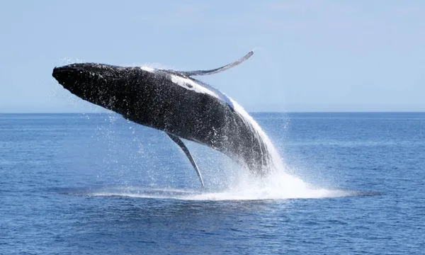 Whale Watching Cruise Dunsborough