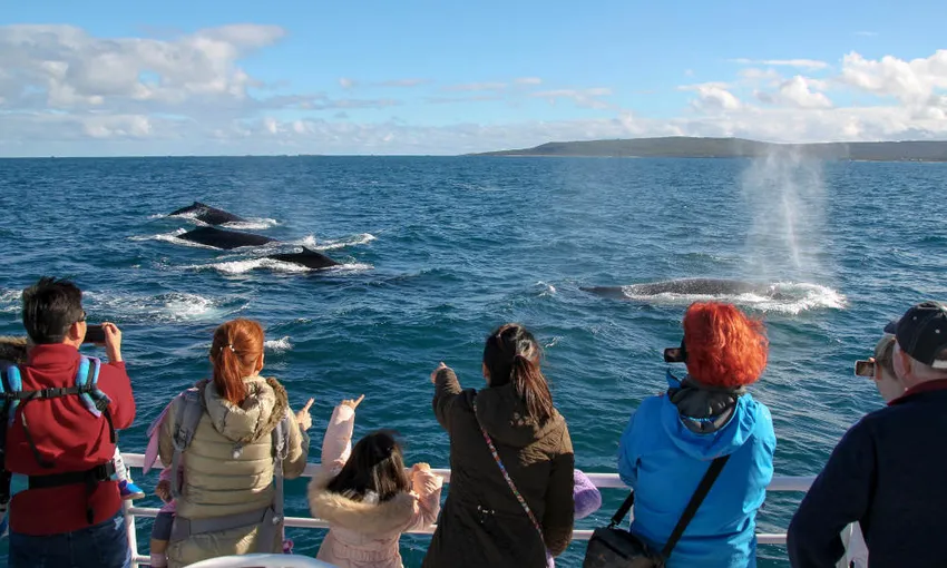 Whale Watching Cruise - Augusta| Experience Oz