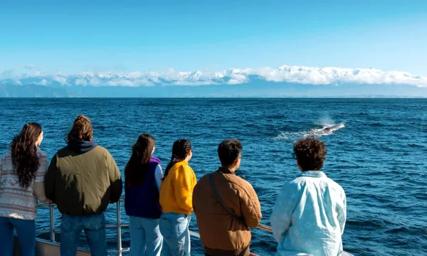 Whale Watching Cruise Kaikoura