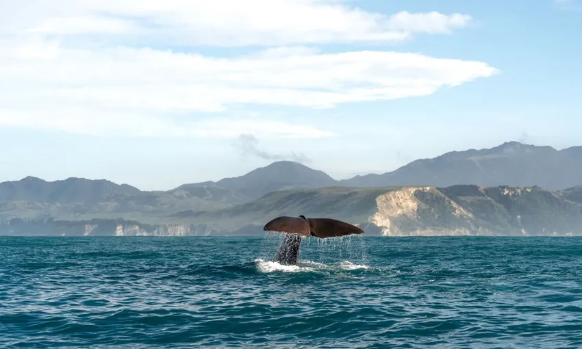 Whale Watching Kaikoura NZ - Book Now | Experience Oz