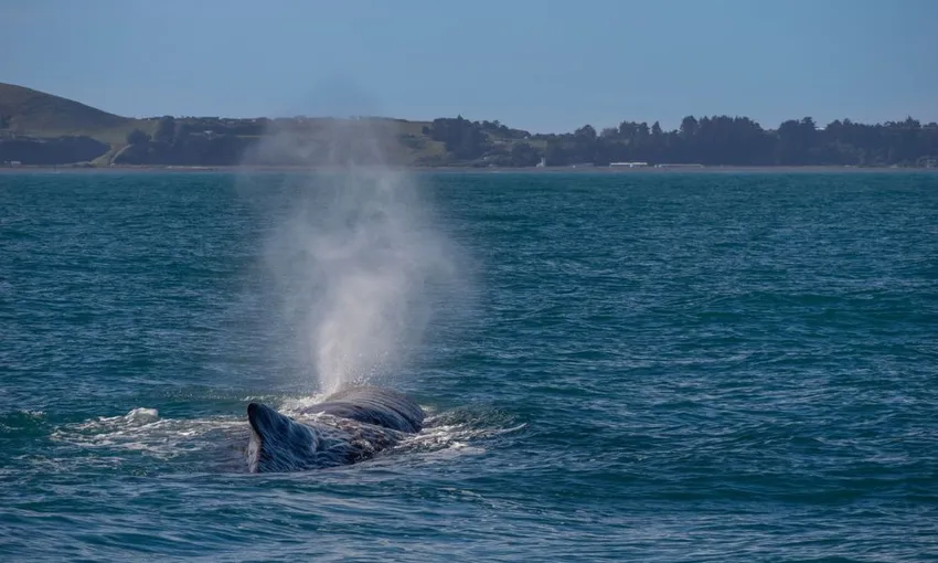 Whale Watching Kaikoura NZ - Book Now | Experience Oz
