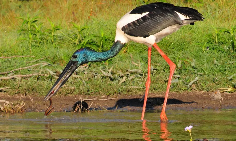 Darwin Wetlands Cruise with lunch and Hotel Transfers | Experience Oz-1