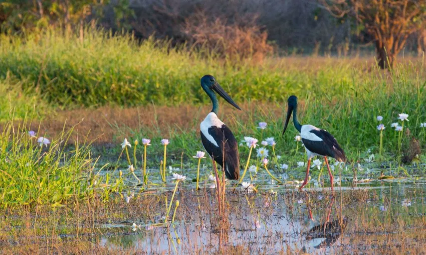 Darwin Wetlands Cruise with lunch and Hotel Transfers | Experience Oz