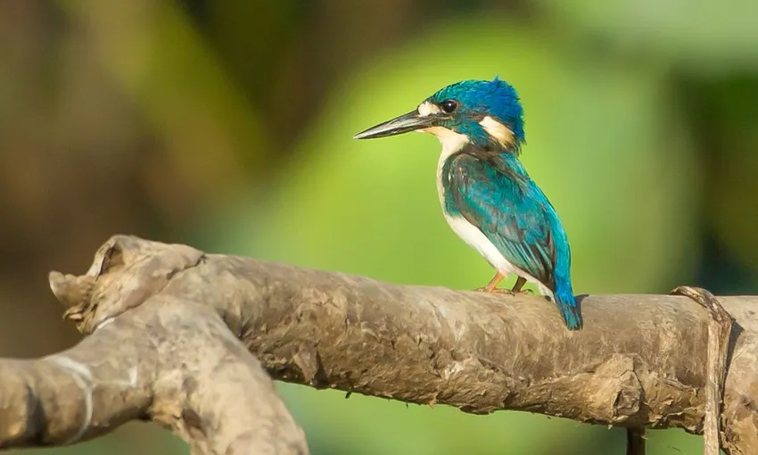 Darwin Wetlands Cruise with lunch and Hotel Transfers | Experience Oz