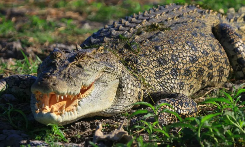 Darwin Wetlands Cruise with lunch and Hotel Transfers | Experience Oz