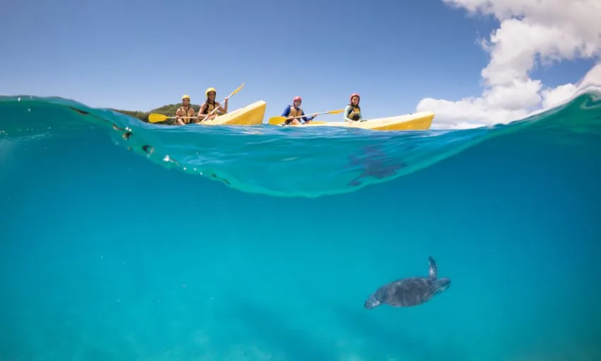 Byron Bay Dolphin Kayaking Tour - Book Now | Experience Oz + NZ