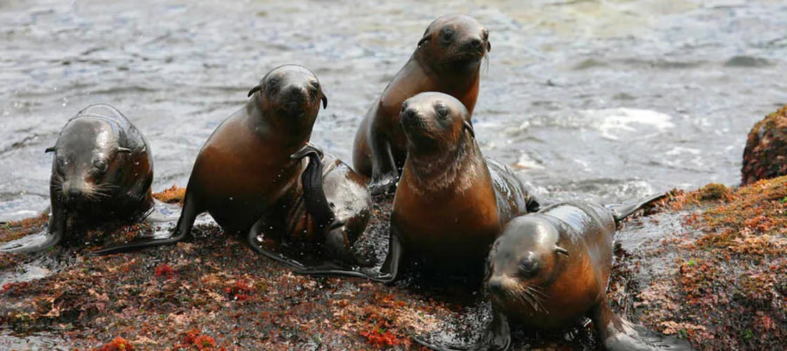 Phillip Island Seal Cruise - Book Now | Experience Oz + NZ-2