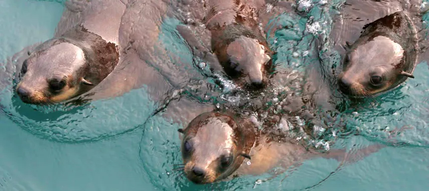 Phillip Island Seal Cruise - Book Now | Experience Oz + NZ
