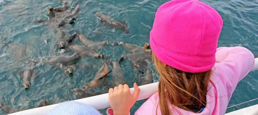 Phillip Island Seal Cruise - Book Now | Experience Oz + NZ