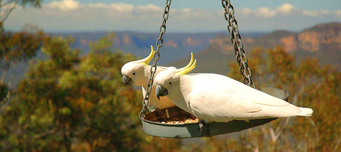 Blue Mountains Tour from Sydney | Experience Oz-4