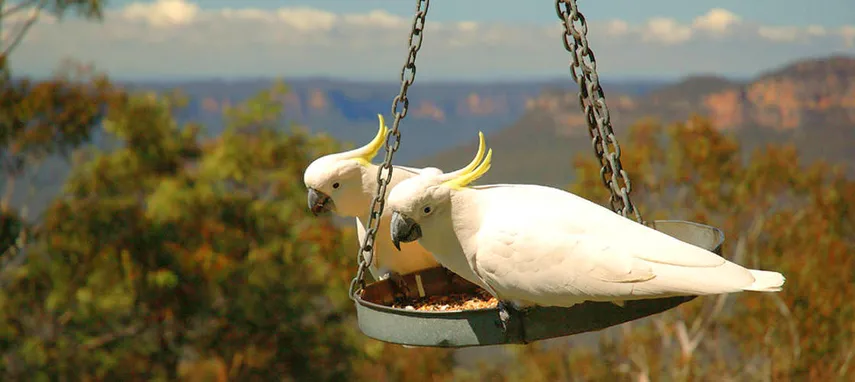 Blue Mountains Tour from Sydney | Experience Oz