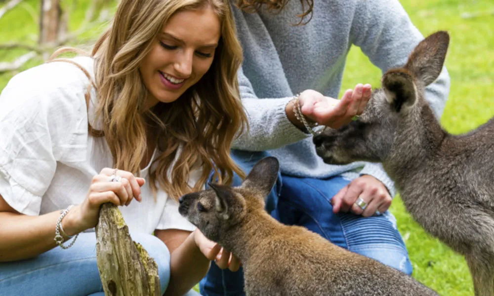 Moonlit Sanctuary Tickets - Buy Online | Experience Oz-3