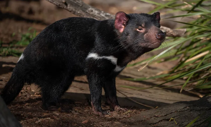 Bonorong Wildlife Sanctuary Tasmania - Buy Tickets | Experience Oz