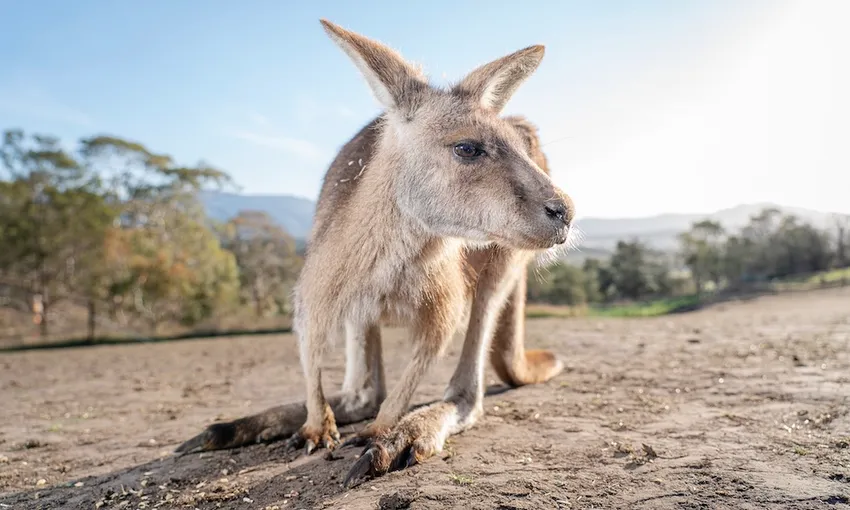 Bonorong Wildlife Sanctuary Tasmania - Buy Tickets | Experience Oz