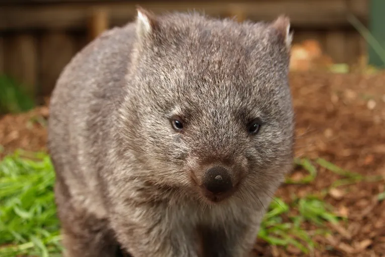 Bonorong Wildlife Sanctuary Tasmania - Buy Tickets | Experience Oz