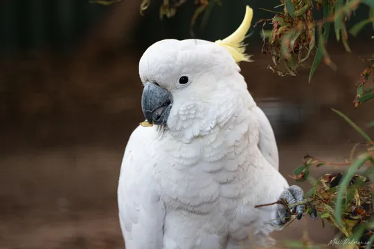 Bonorong Wildlife Sanctuary Tickets
