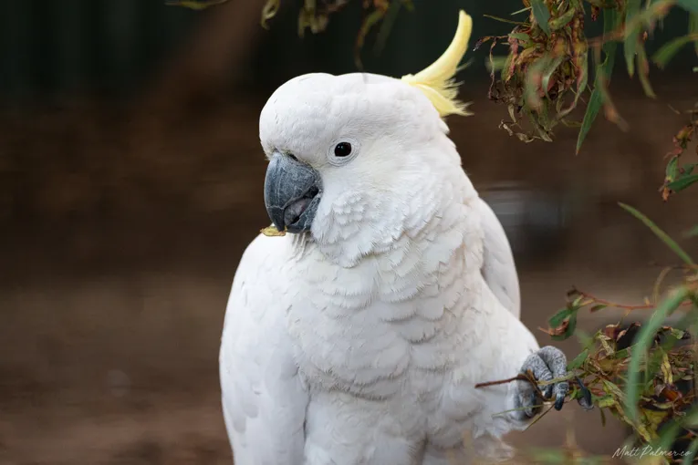 Bonorong Wildlife Sanctuary Tasmania - Buy Tickets | Experience Oz
