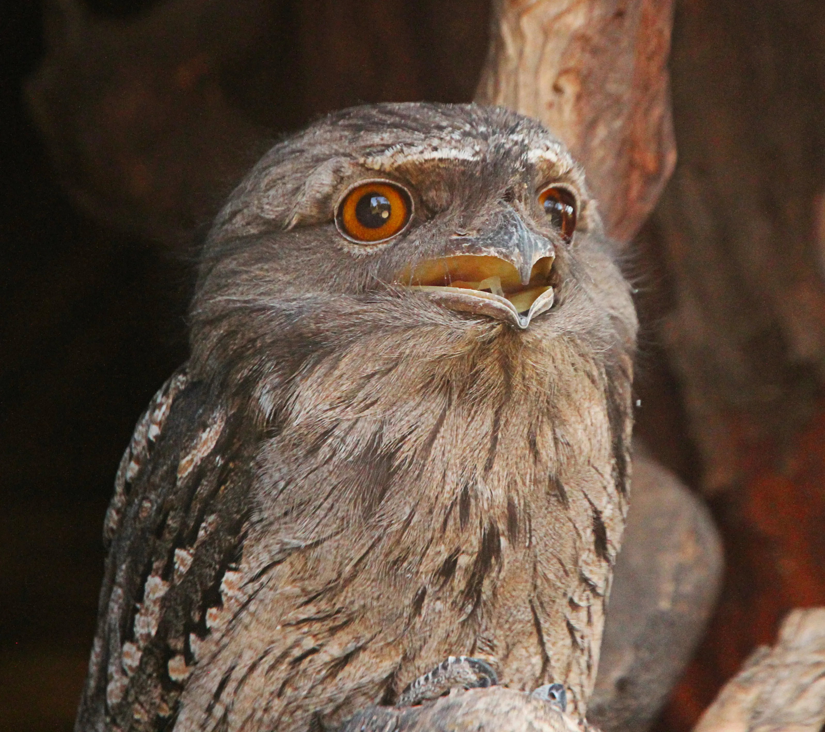 Bonorong Wildlife Sanctuary Tasmania - Buy Tickets | Experience Oz-6