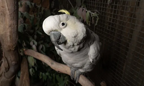 Bonorong Wildlife Sanctuary Night Feeding Tour