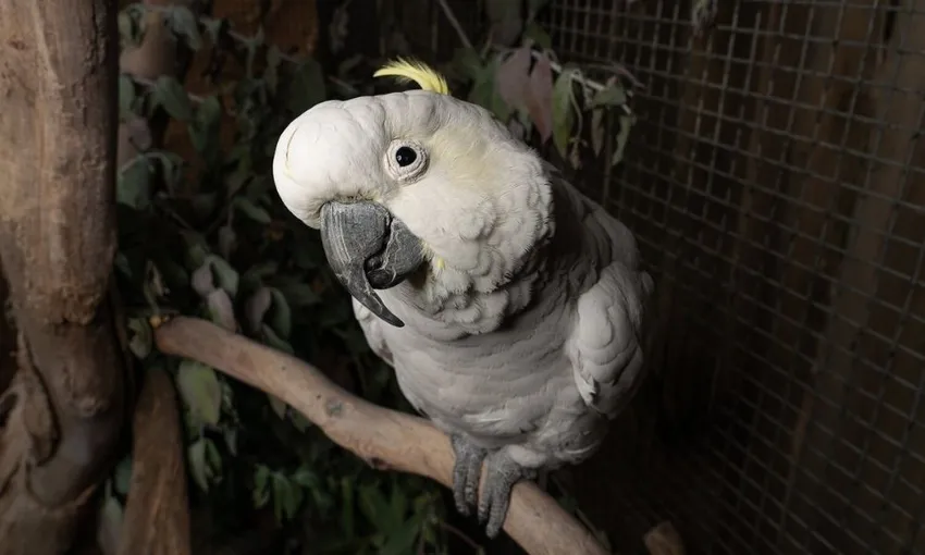 Bonorong Wildlife Sanctuary Night Tours Tasmania - Book Now | Experience Oz