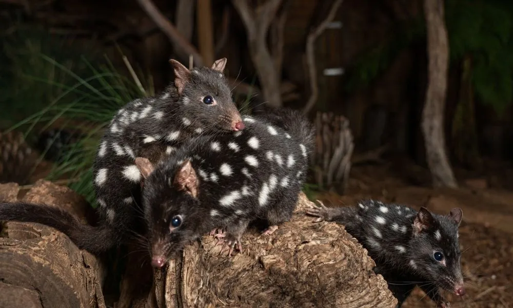 Bonorong Wildlife Sanctuary Night Tours Tasmania - Book Now | Experience Oz-5