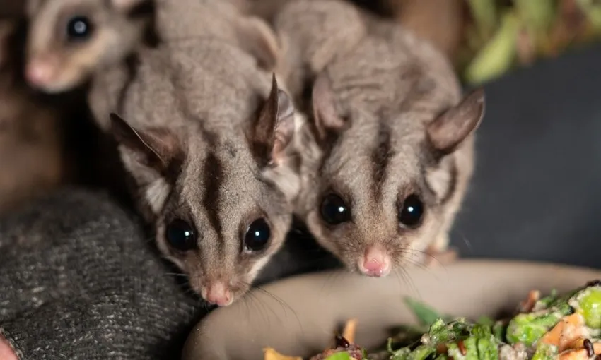 Bonorong Wildlife Sanctuary Night Tours Tasmania - Book Now | Experience Oz