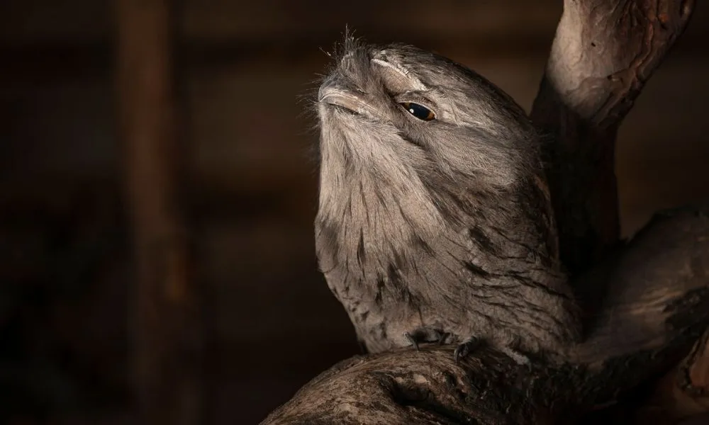 Bonorong Wildlife Sanctuary Night Tours Tasmania - Book Now | Experience Oz-2