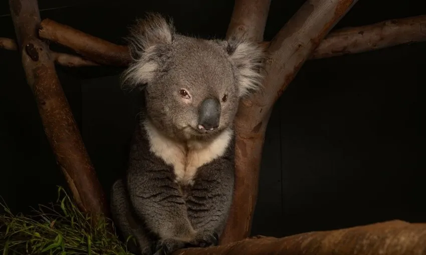 Bonorong Wildlife Sanctuary Night Tours Tasmania - Book Now | Experience Oz