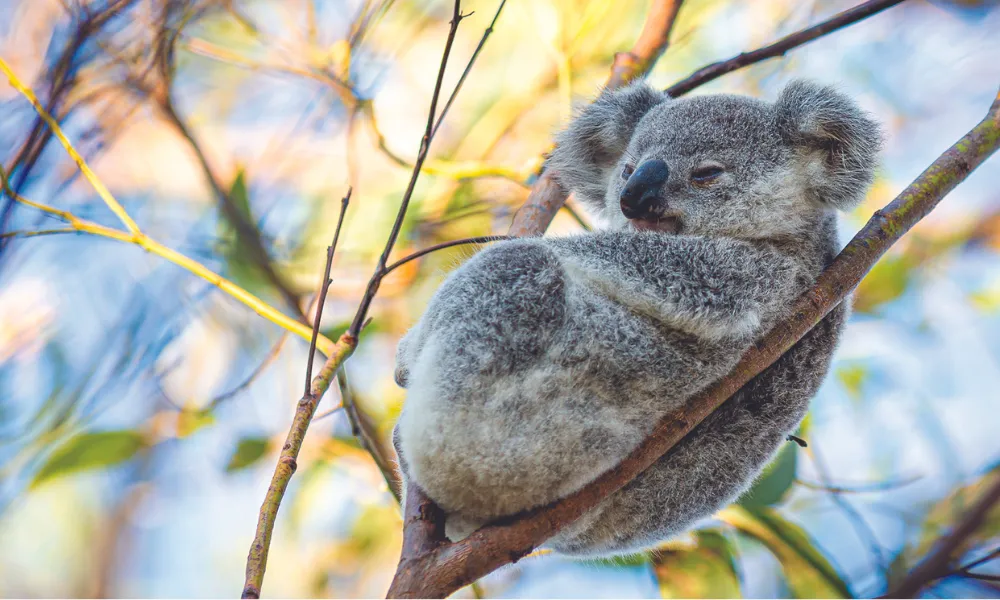 Townsville to Magnetic Island Ferry - Buy Tickets | Experience Oz-4
