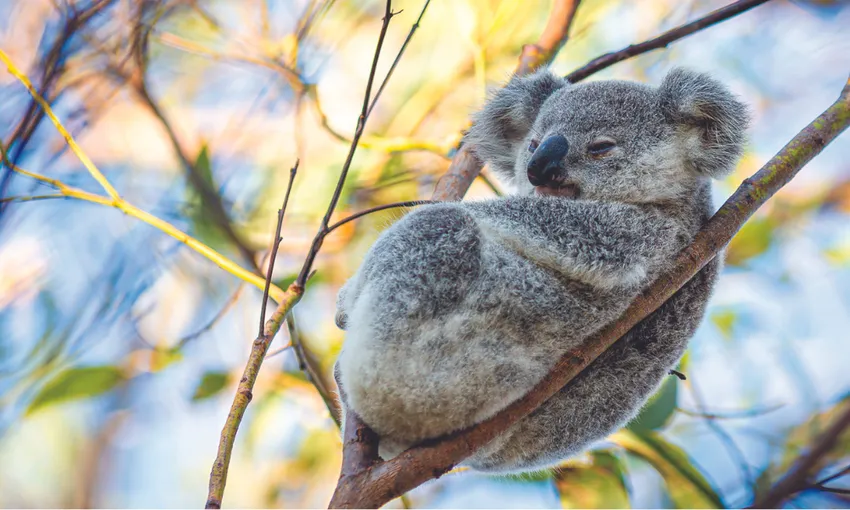 Townsville to Magnetic Island Ferry - Buy Tickets | Experience Oz