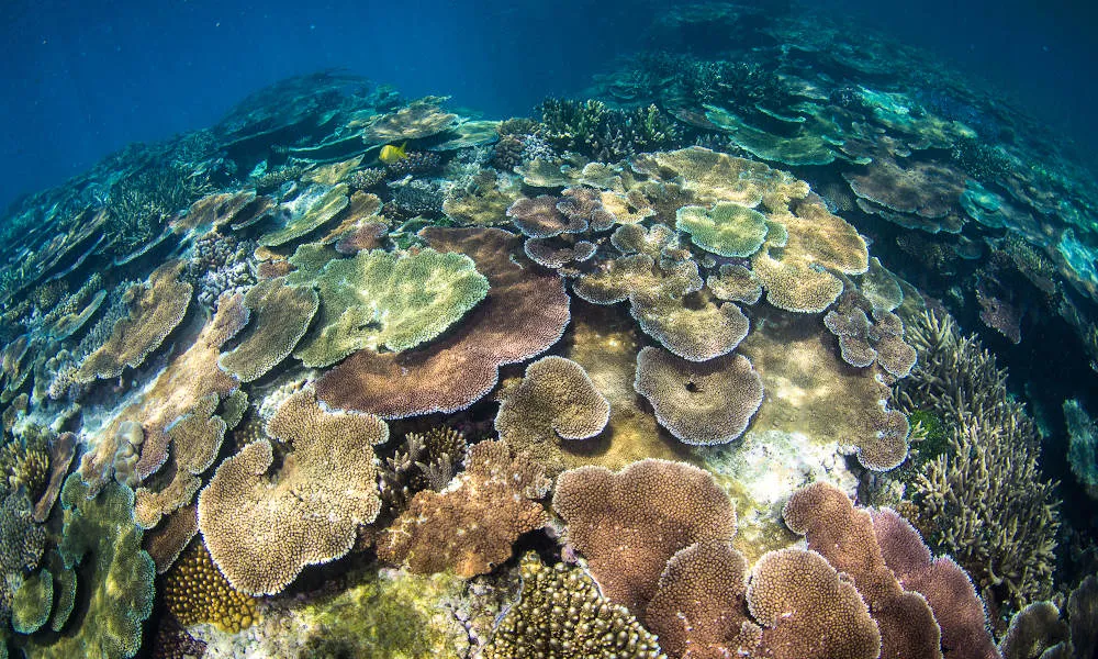 Townsville Outer Great Barrier Reef Diving Tour | Experience Oz-3