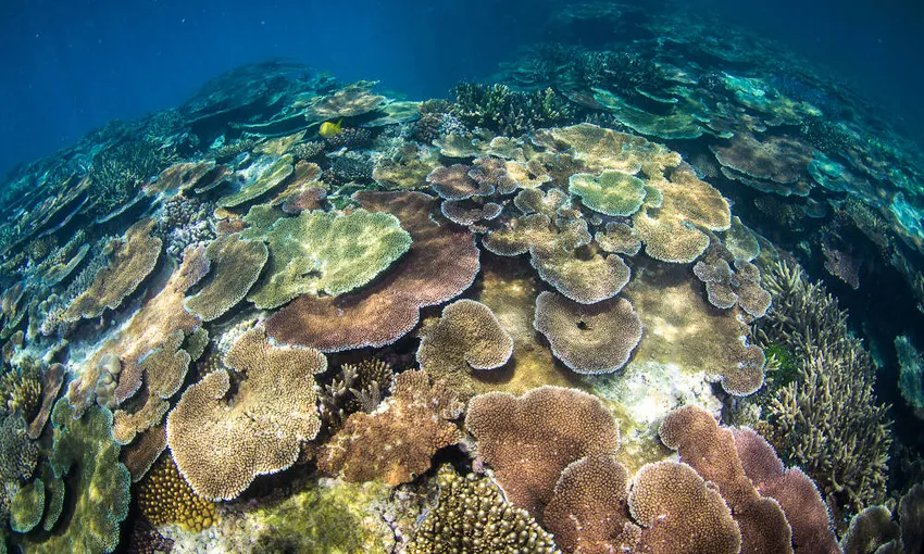 Townsville Outer Great Barrier Reef Diving Tour | Experience Oz
