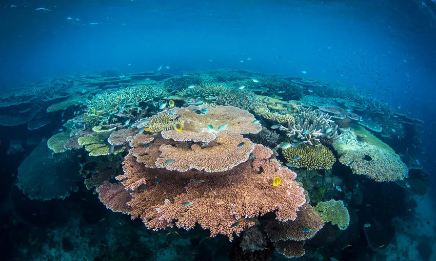 Townsville Outer Great Barrier Reef Diving Tour | Experience Oz