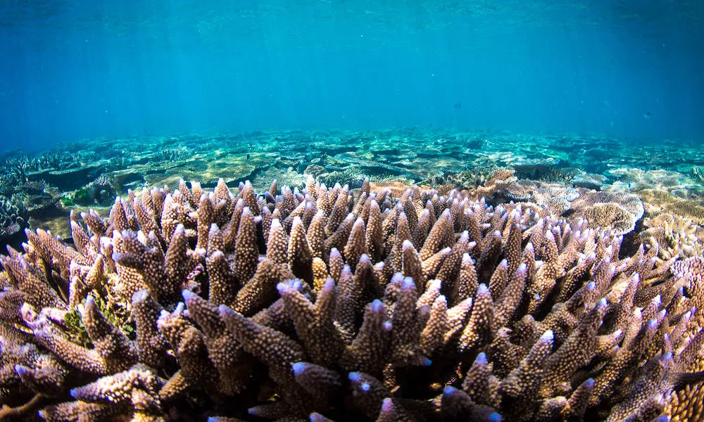 Townsville Outer Great Barrier Reef Diving Tour | Experience Oz-5